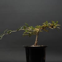 Boswellia dioscoridis