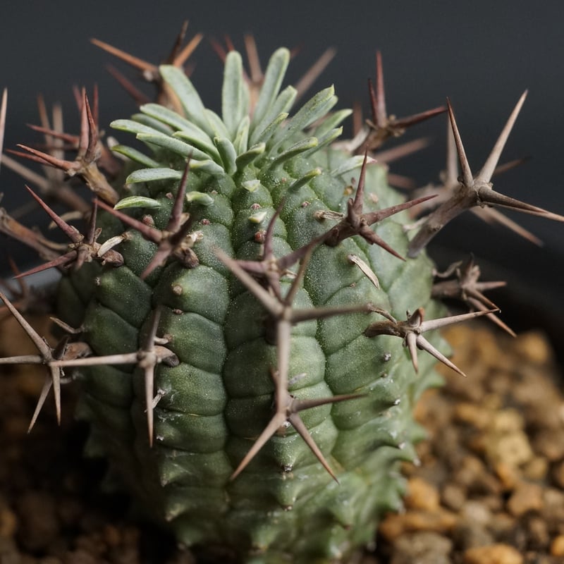 Euphorbia stellispina Euphorbia stellispina