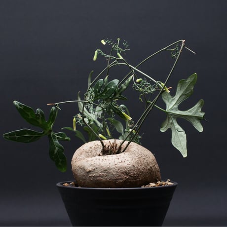 アデニア | STORES