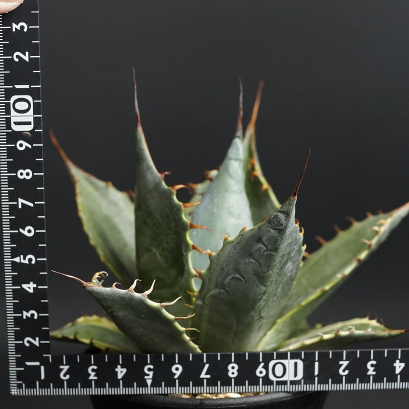 Agave parrasana Agave parrasana