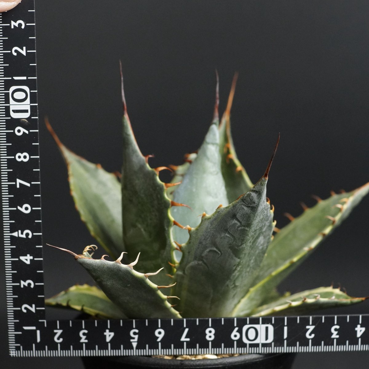 Agave parrasana Agave parrasana
