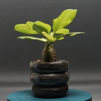 "Pachypodium baronii var. windsorii" パキポディウム ウィンゾリー 管理2316
