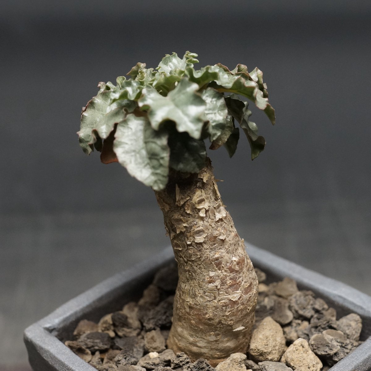 Dorstenia gypsophila×horwoodii