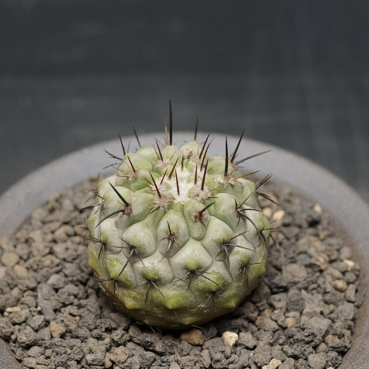 Copiapoa cinerea