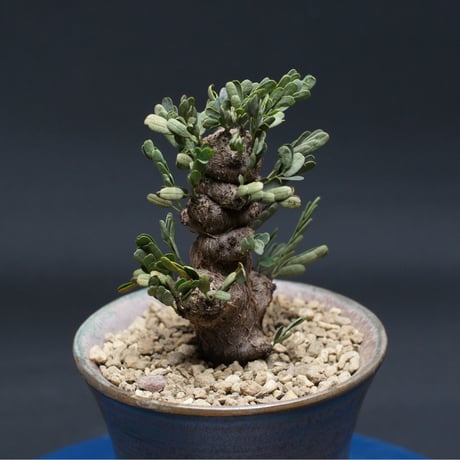 センナ メリディオナリス "Senna meridionalis" 管理2678