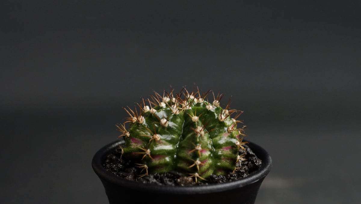 Gymnocalycium