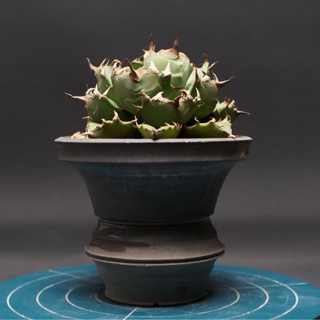 【goodraniku】激レア　ハイブリッド　血雷×姫厳竜 ⚡️Agave hybrid⚡️ 血雷×姫厳龍 ブラッドスポット、ポタトラム