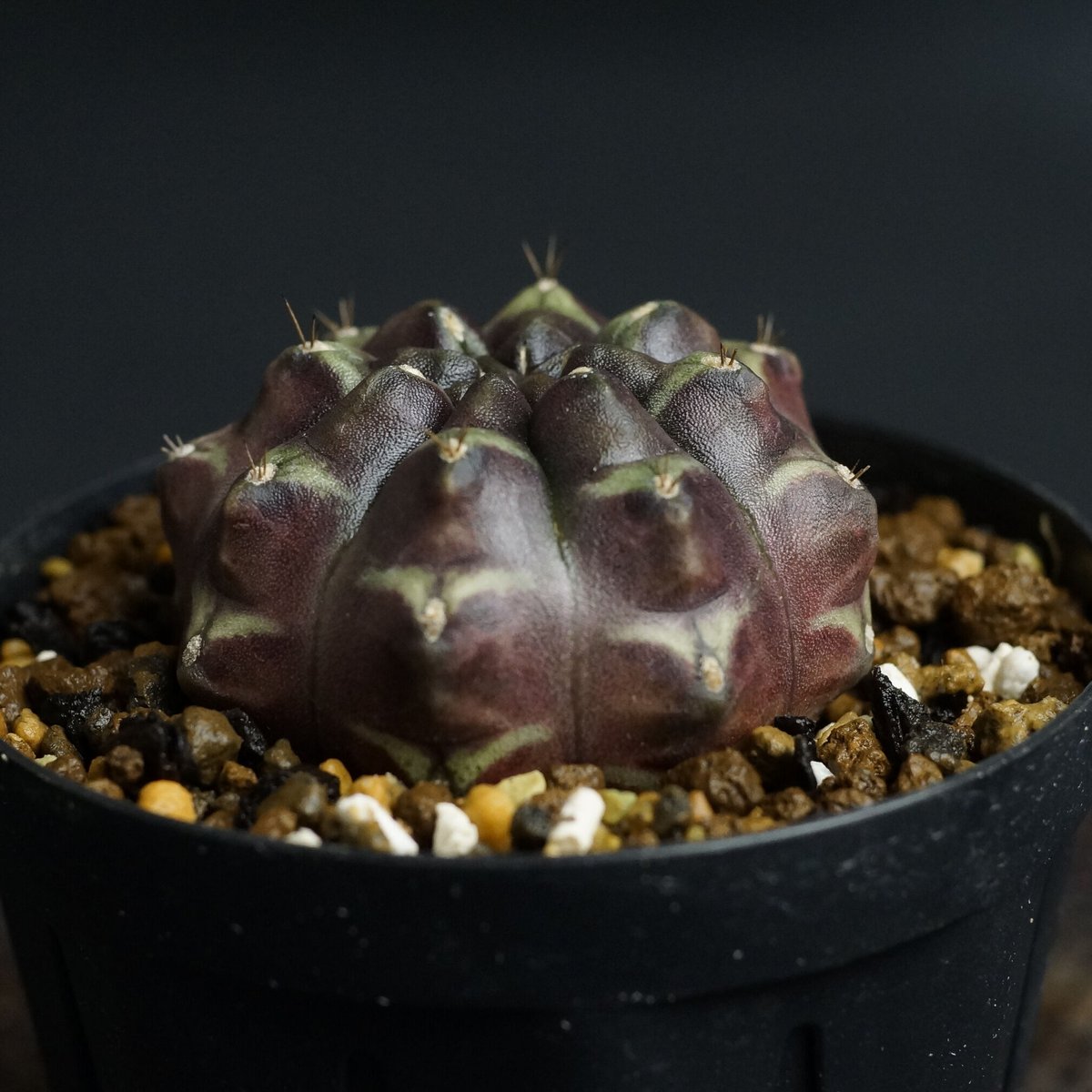 Gymnocalycium