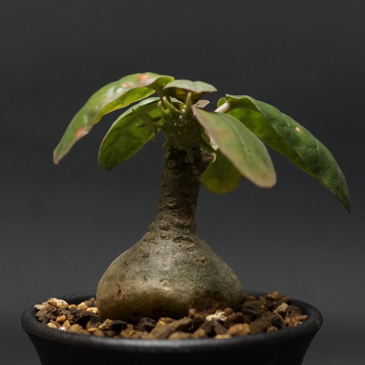 Dorstenia foetida