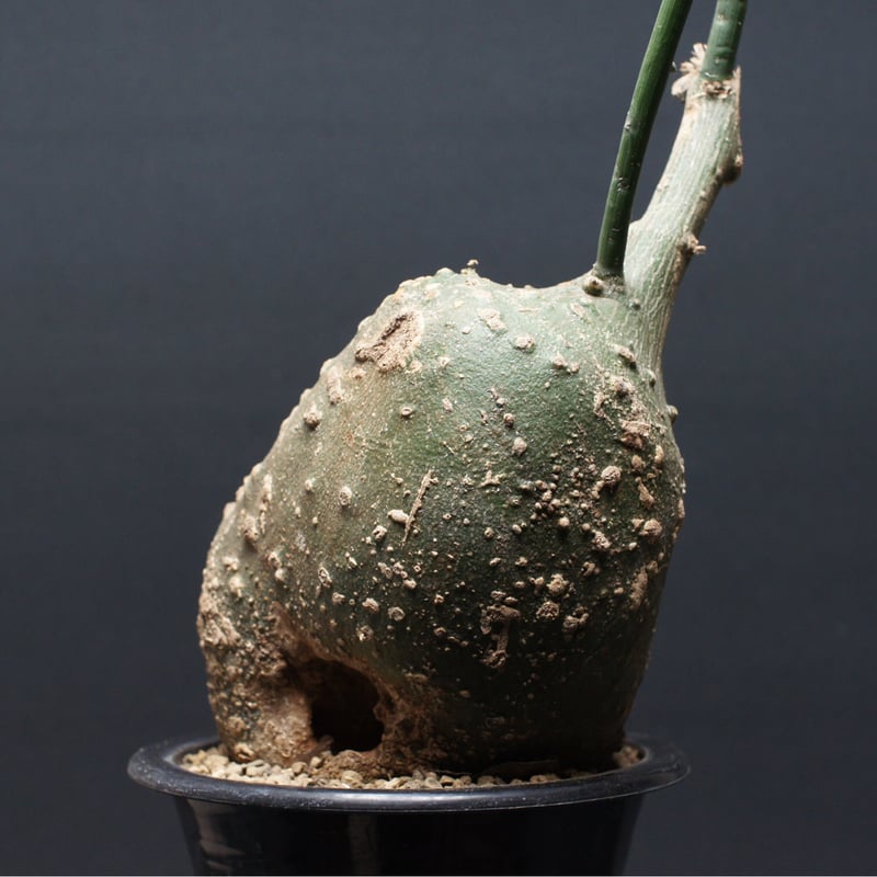 アデニア・グロボーサ Adenia globosa 大株 アデニア グロボーサ 