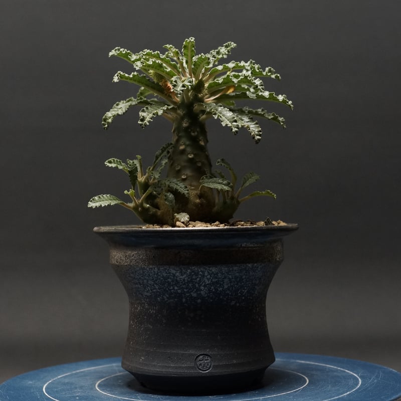 Dorstenia lavrani