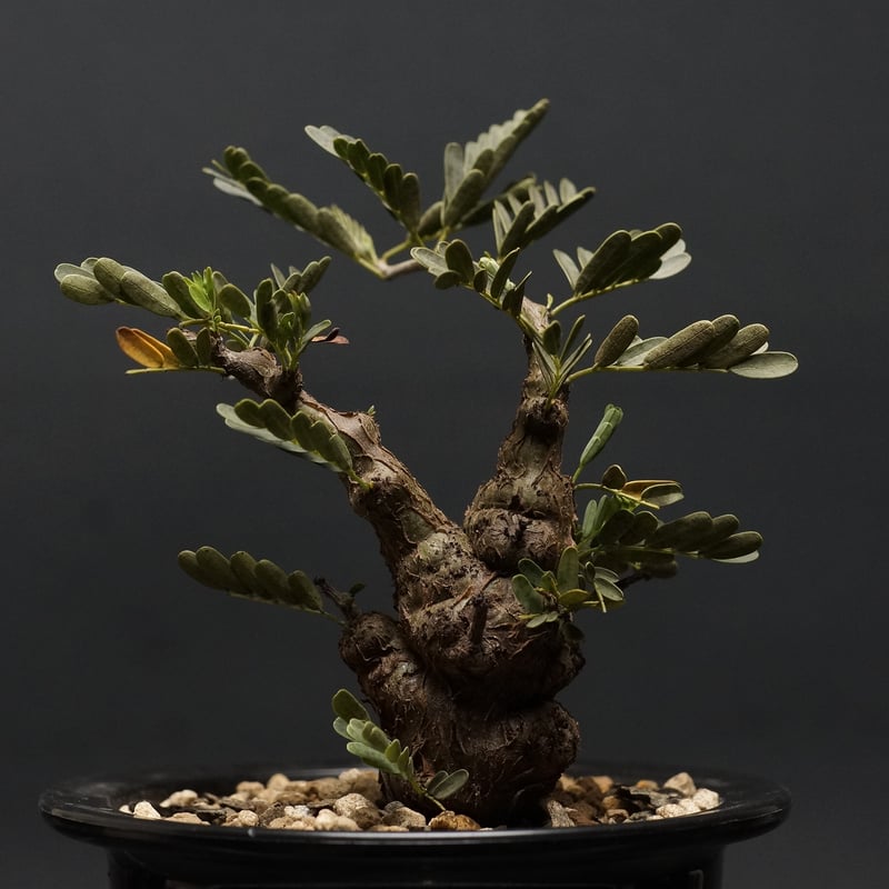 Senna meridionalis