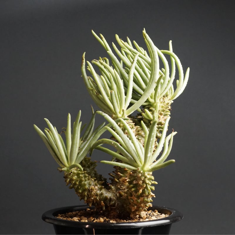 Tylecodon wallichii Tylecodon wallichii