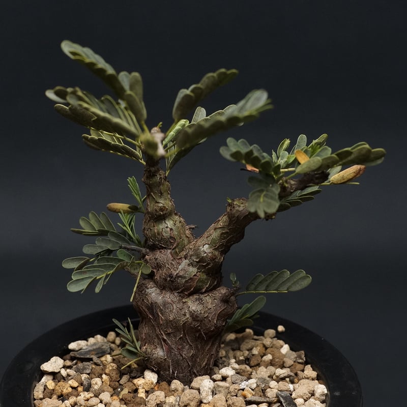 Senna meridionalis