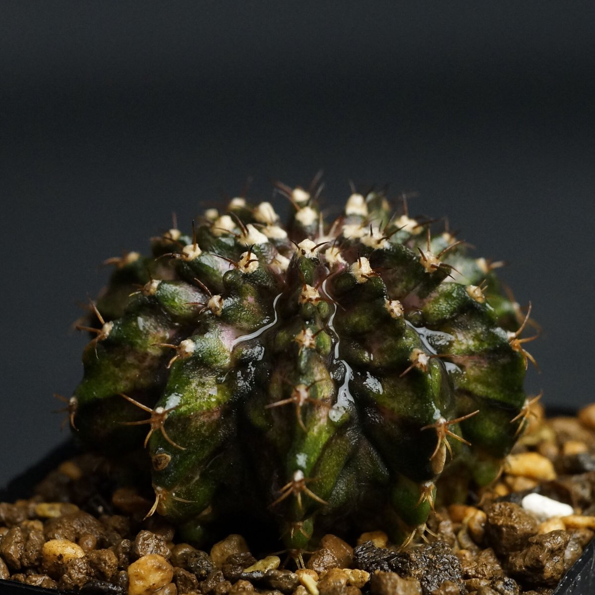 ギムノカリキウム Gymnocalycium