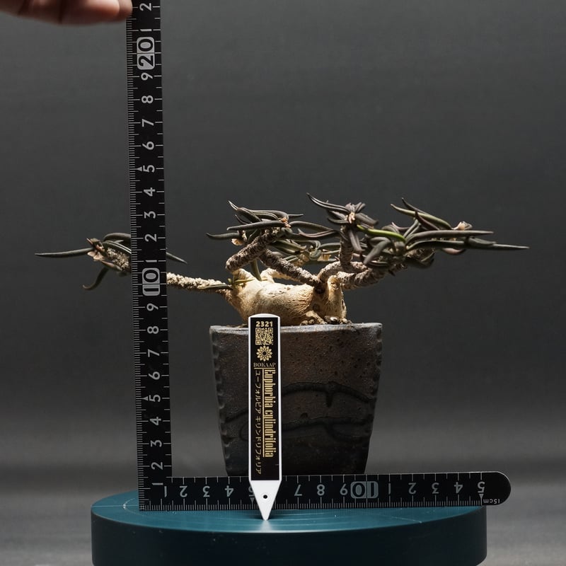 Euphorbia cylindrifolia