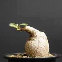 ト*シ様 ユーフォルビア トリカデニアEuphorbiatrichadenia isla del pescado - Euphorbia trichadenia-ユーフォルビア・トリカデニア