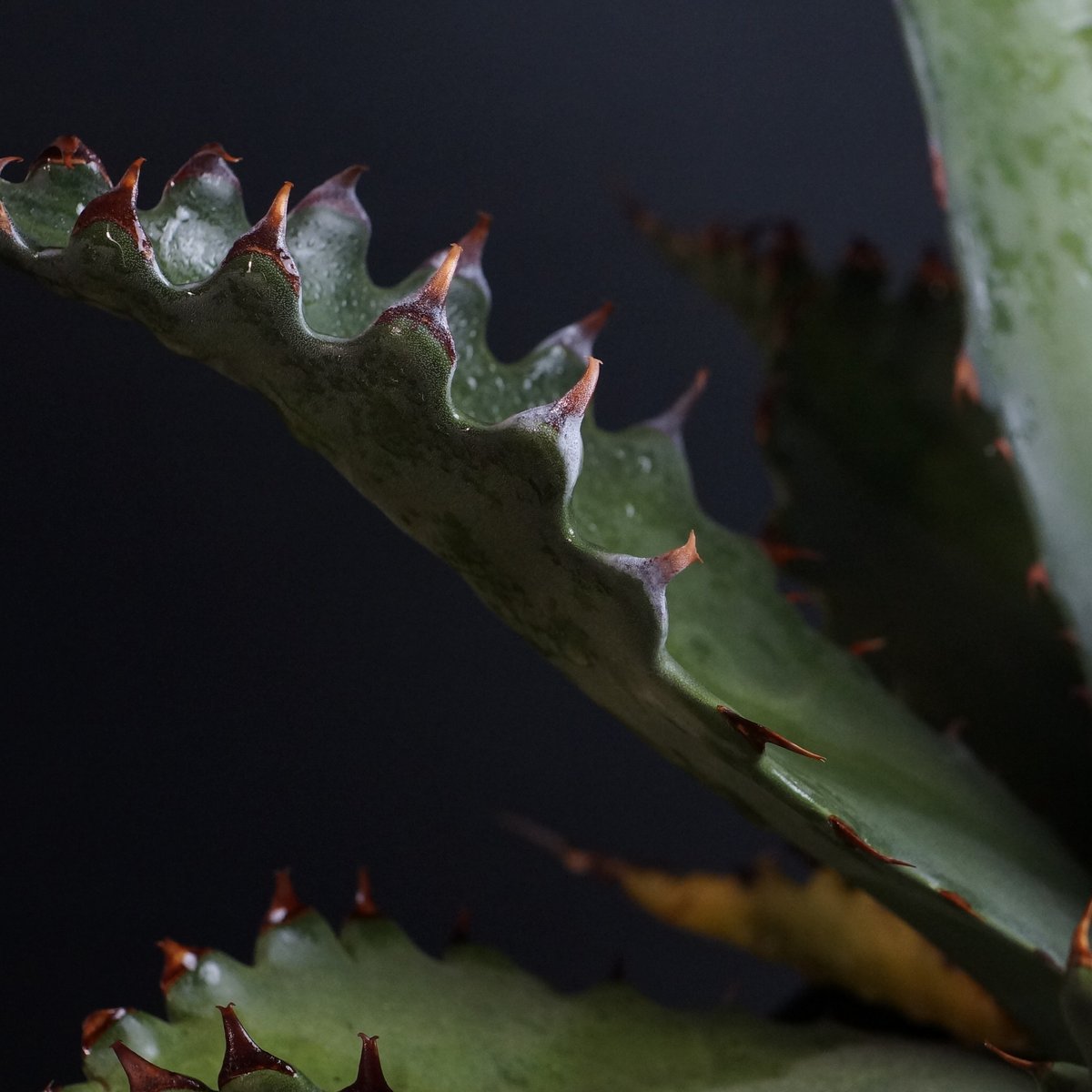 Agave gentryi 'Jaws' Agave gentryi 'Jaws'
