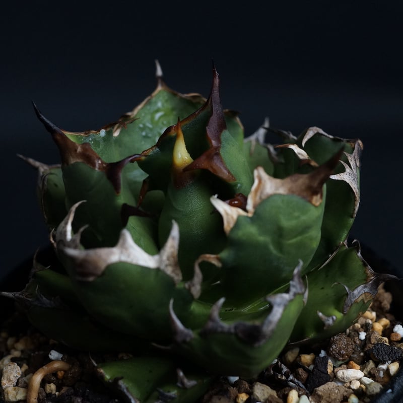Agave titanota compacta