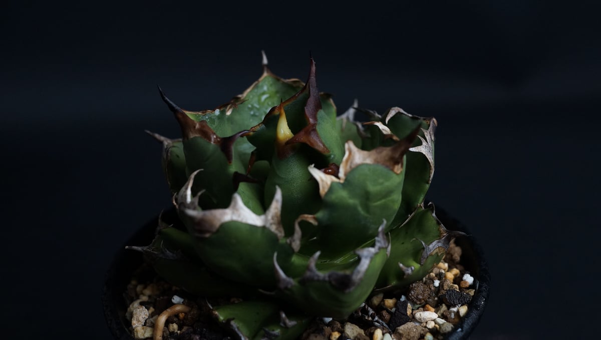 Agave titanota Compacta 観葉植物 agave titanota fo 076 compacta G.G/アガベ チタノタ fo 076