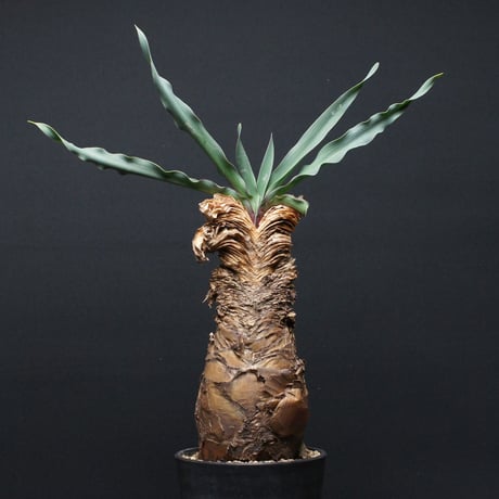 【現品】ブーファン・ディスティカ（ディスティチャ）　8号　紺鉢（2） 楽天市場】ブーファン（観葉植物｜花・観葉植物）：花・ガーデン・DIY