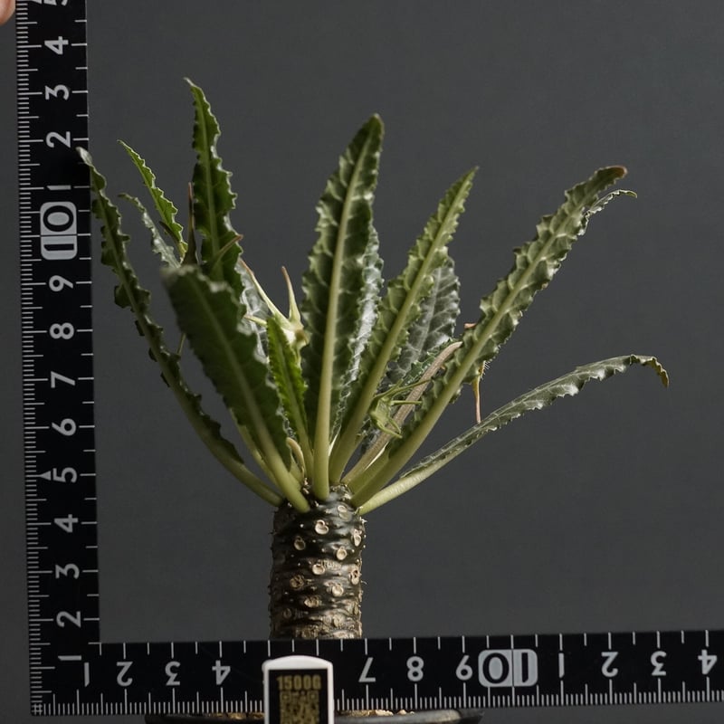 ドルステニア ランキフォリア 斑入り Dorstenia lancifolia