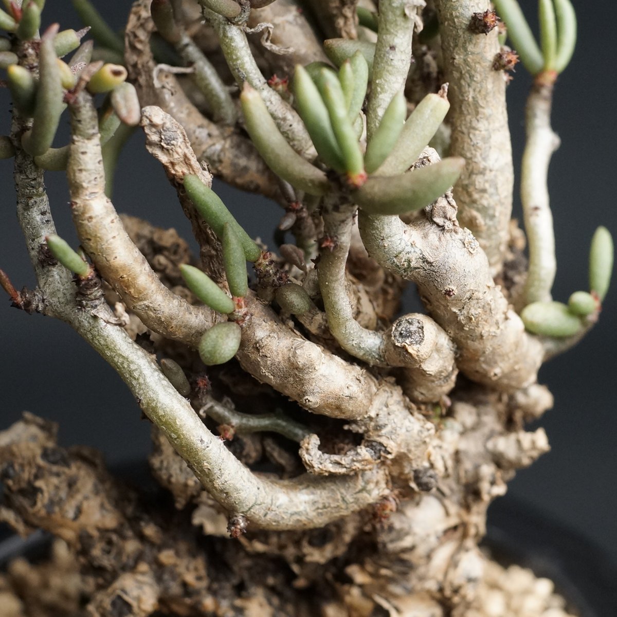 Tylecodon buchholzianus