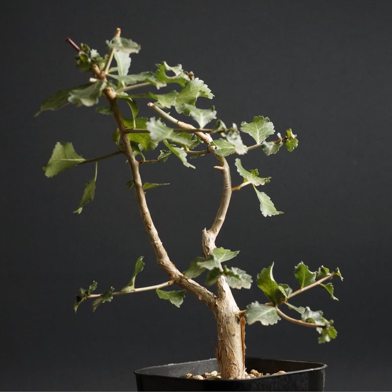 コミフォラ ワイティー コミフォラ：ワイティ 5号鉢植え の通販 | 園芸ネット