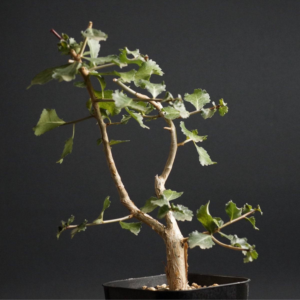 Commiphora wightii