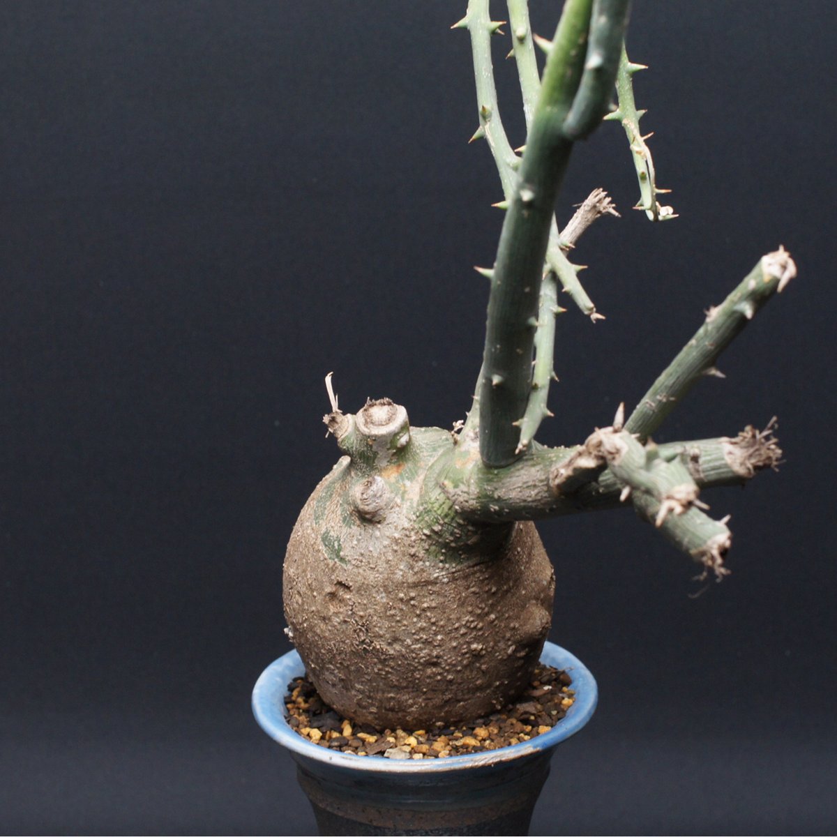 アデニア プセウドグロボーサ 