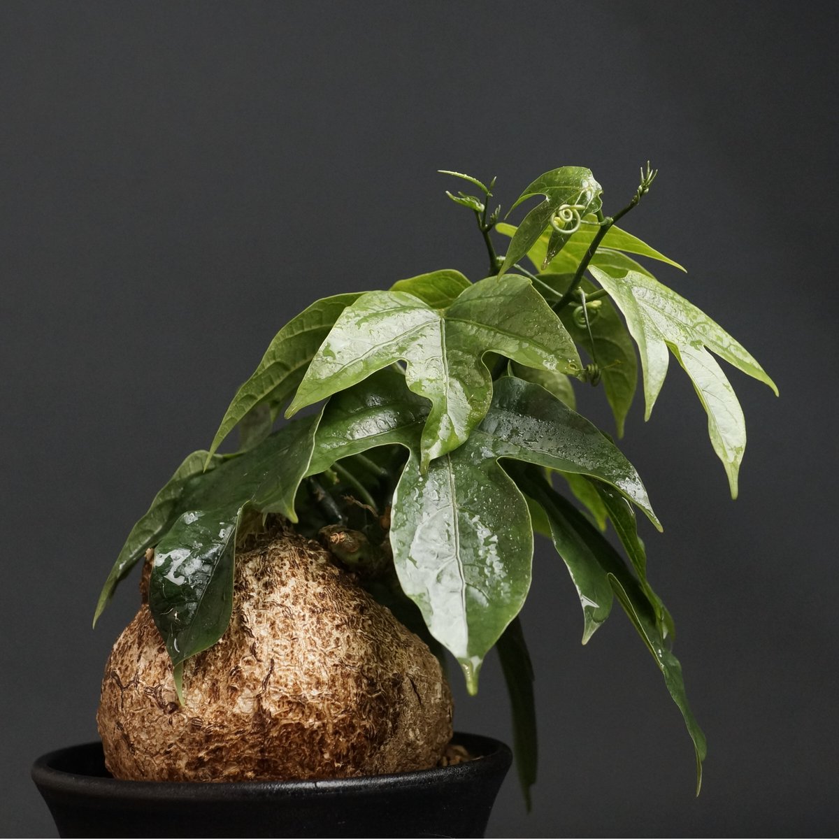 【20%オフ　7/17】アデニア　ヴィリディフローラ　塊根植物　多肉植物　観葉植物　観葉植物　塊根植物　多肉植物　ビザールプランツ　レアプランツ　ガーデニング　植物　グリーン　趣味　盆栽　葉　花　庭　草 20%オフ 7/17】アデニア ヴィリディフローラ 塊根植物 多肉植物 観葉