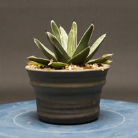 アガベ スワボダエ "Agave victoriae-reginae ssp.swobodae" 管理2632