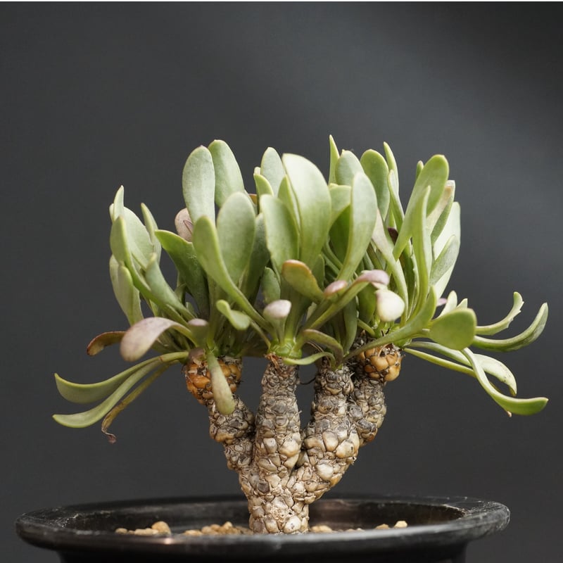 美株 オトンナ レピドカウリス 発根済 Othonna lepidocaulis