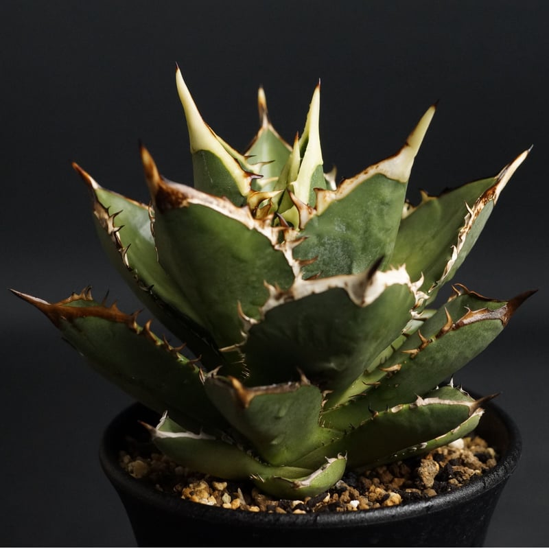 AGAVE TITANOTA
