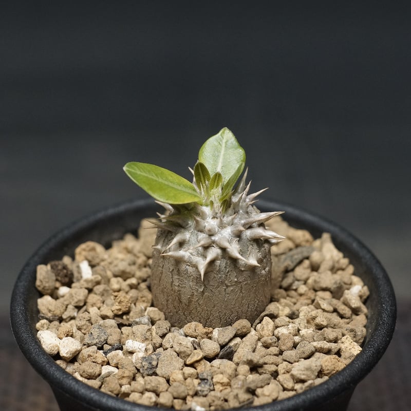 Pachypodium densiflorum