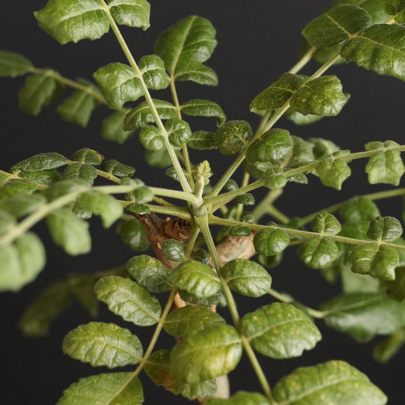 Boswellia sacra