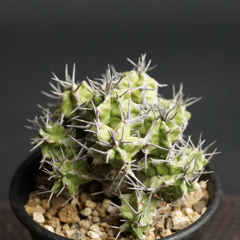 Euphorbia mitriformis