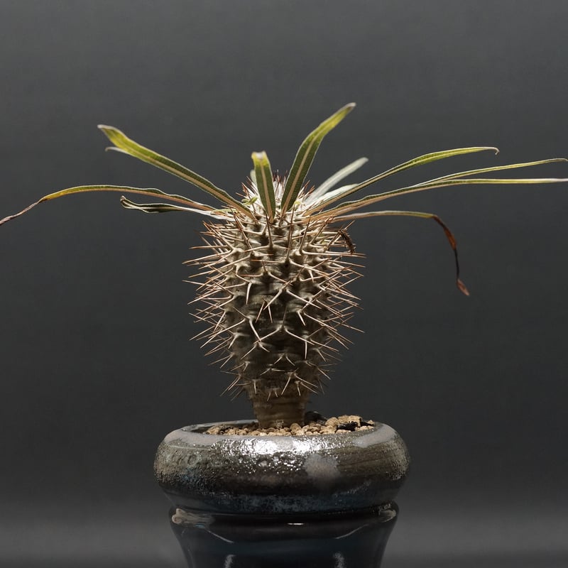 パキポディウム 不明種 Pachypodium 実生5年… #pachypodium #パキポディウム