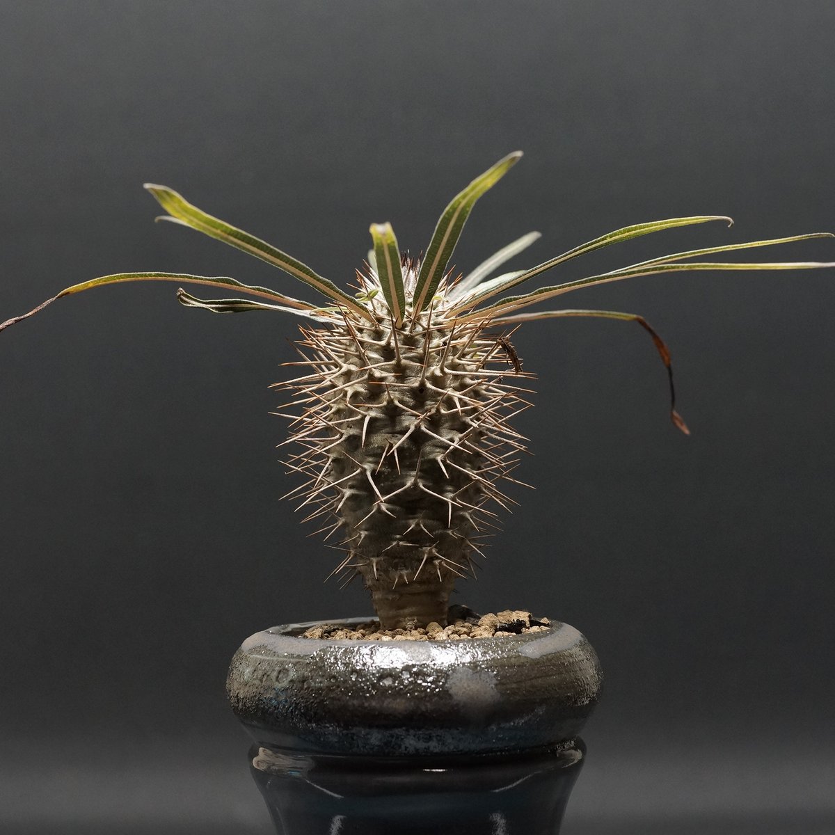 Pachypodium geayi