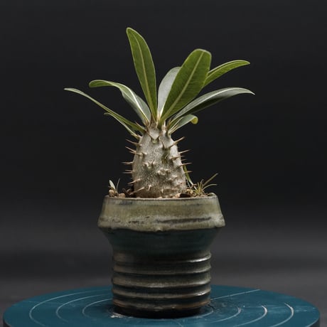 パキポディウム　グラキリス パキポディウム グラキリス-PG294 | Supervoid Caudex