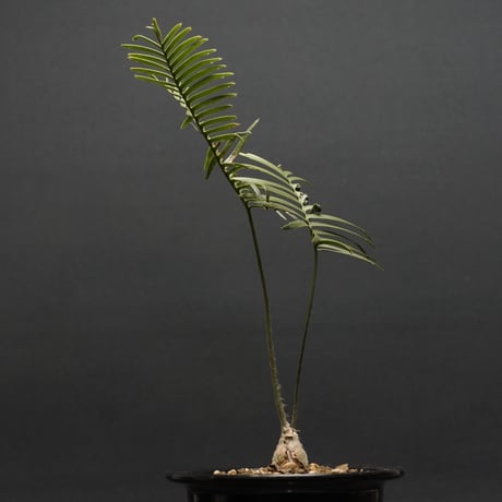 "Dioon edule" ディオーン エデュレ 管理2116