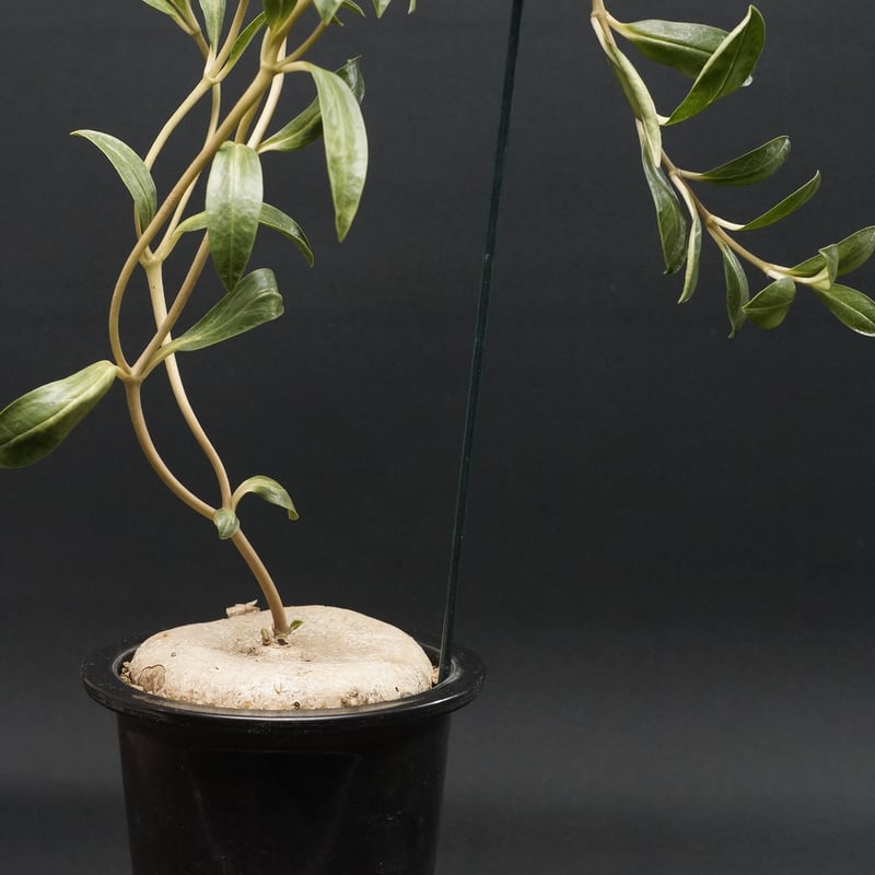 Brachystelma plocamoides