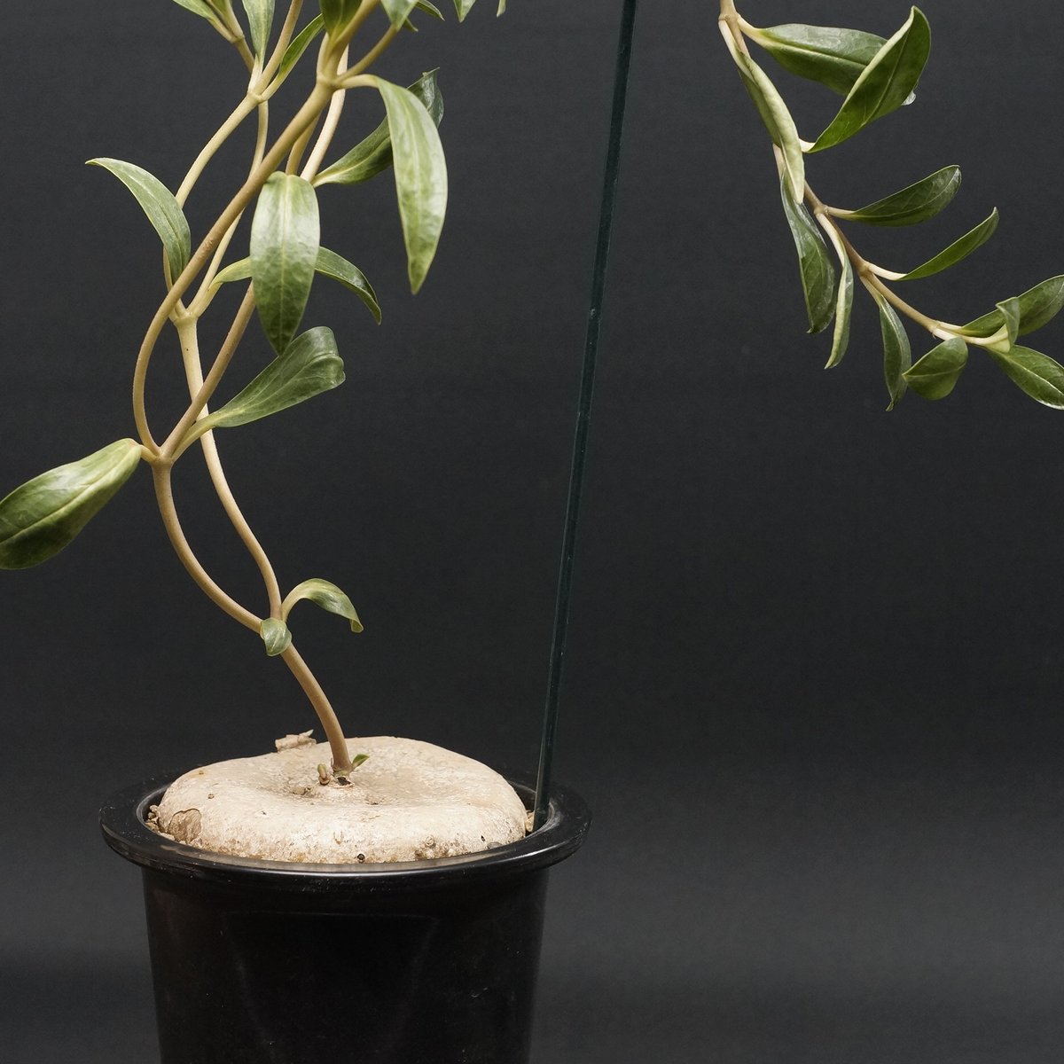 Brachystelma plocamoides