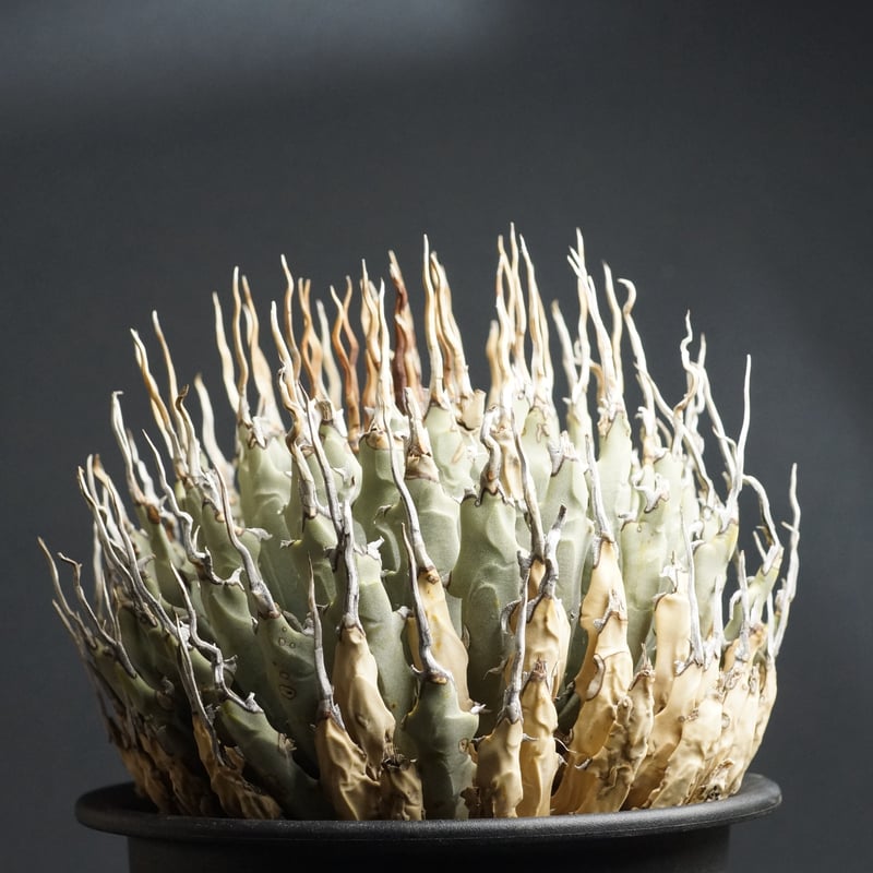 Agave utahensis eborispina