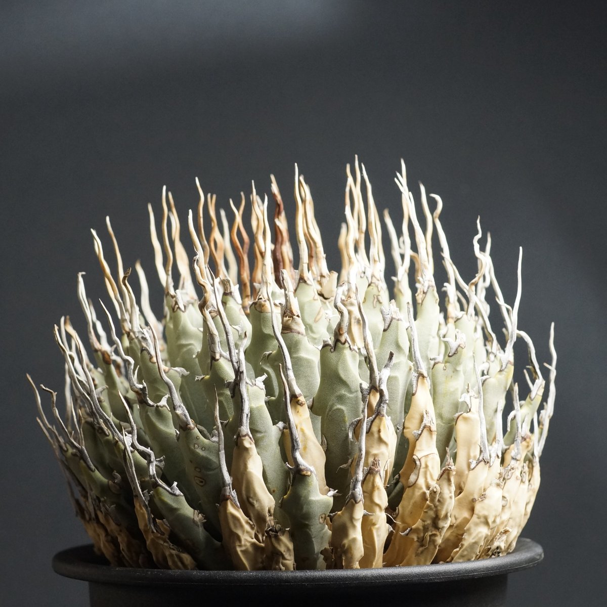 エボリ　アガベ Agave utahensis eborispina