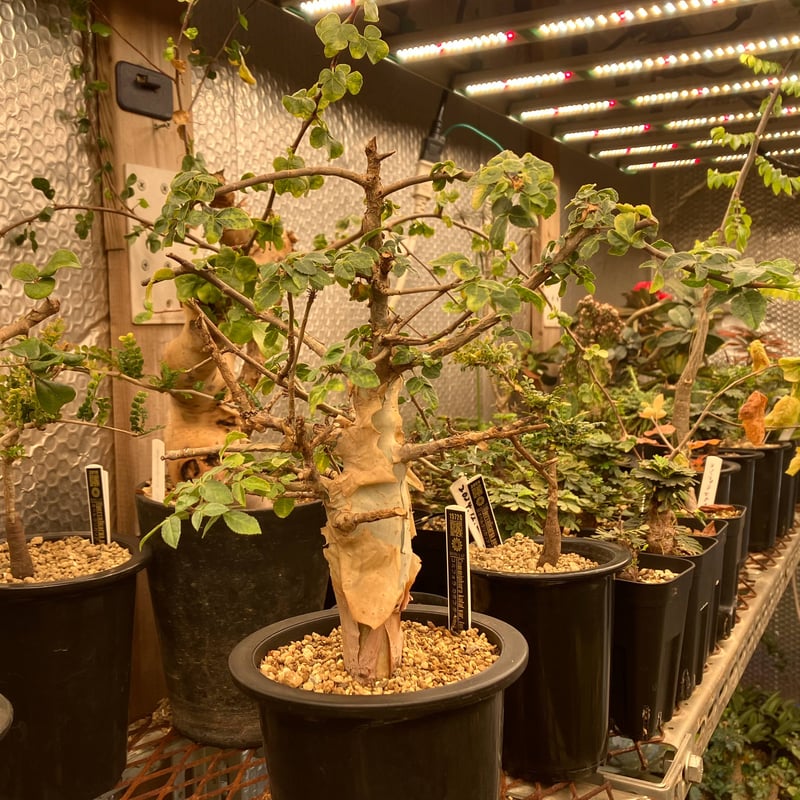 Commiphora kataf var. turkanensis