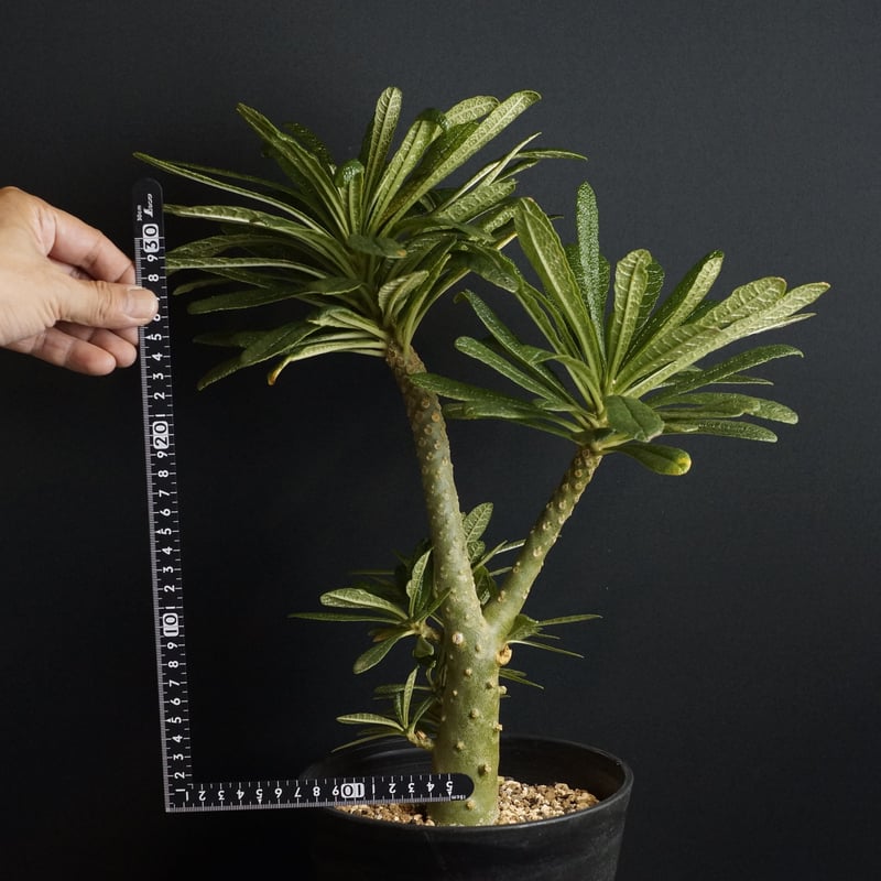 ドルステニア　ギガス　発根済み　2年管理 ドルステニア ギガス 発根済み 2年管理 ドルステニア ギガス 発根済み