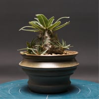 オペルクリカリア　ヒルスティッシマ　タンク3個 Operculicarya hirsutissima