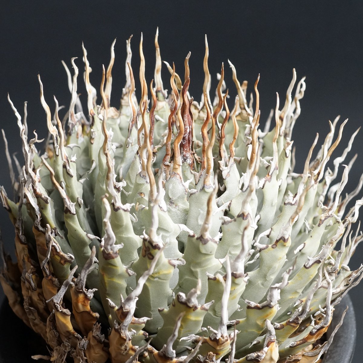 Agave utahensis eborispina