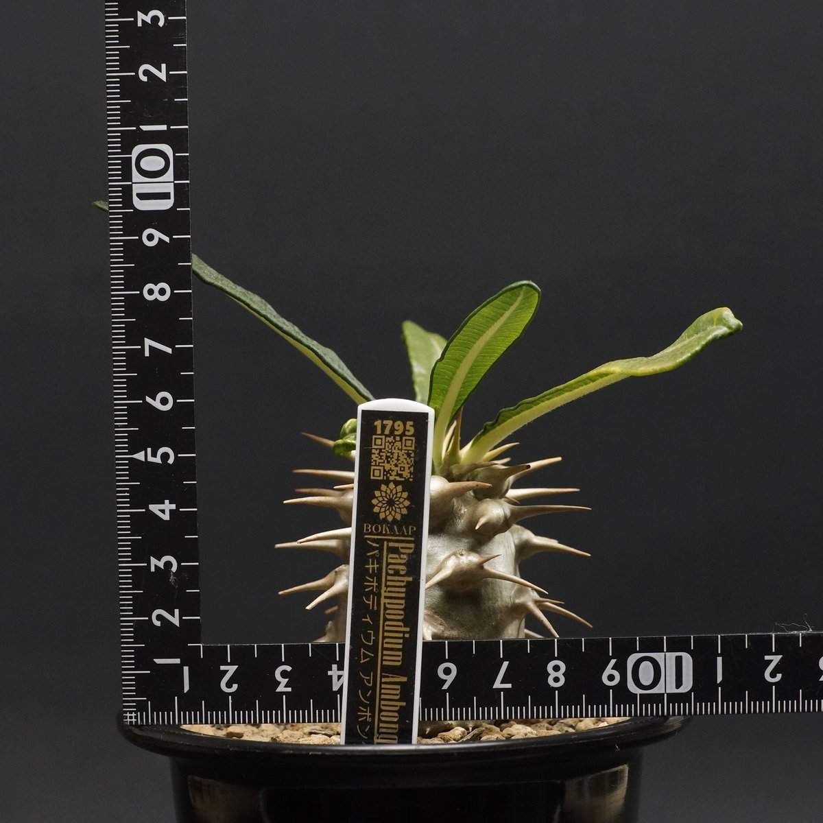 Pachypodium Ambongense